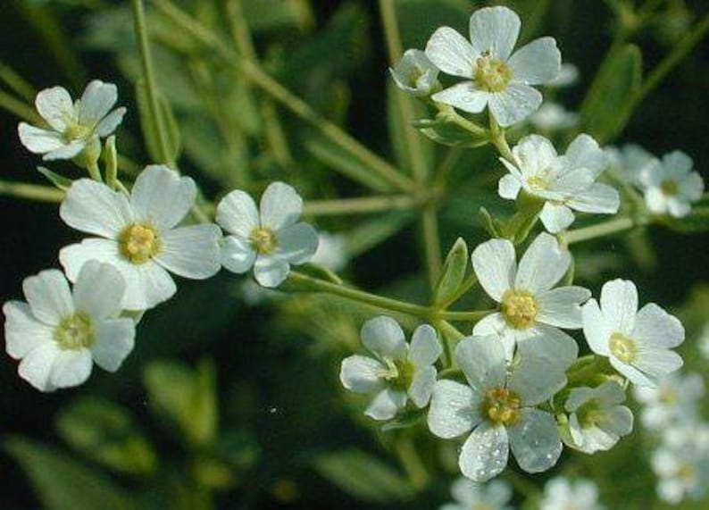 KevanCraftsAndSeeds Flowering Spurge Seeds - Thumbnail 3