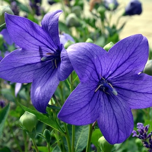 Balloon Flower SEEDS (Platycodon grandiflorus), Bellflower