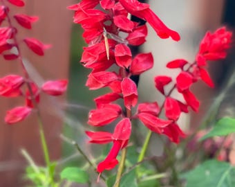 SEMILLAS de Salvia 'Scarlet Red'