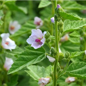 Marshmallow Seeds (althaea officinalis)