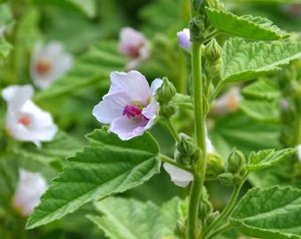 Marshmallow Seeds (althaea officinalis)