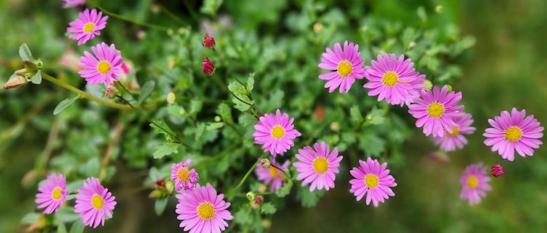 Brachycome Swan River Daisy Seeds - Thumbnail 2