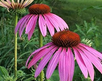 Echinacea Purpurea Seeds, Organic