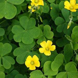 Peut inclure: Gros plan sur un parterre de feuilles vertes en forme de trèfle et de fleurs jaune vif. Les fleurs ont cinq pétales et un centre jaune. Les feuilles sont d'un vert éclatant, créant une scène naturelle luxuriante.