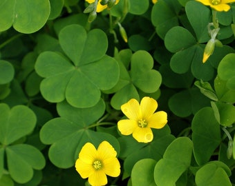 Common Yellow Wood Sorrel, Oxalis (Oxalis stricta) SEEDS