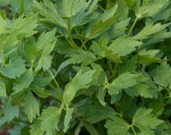 Semillas de apio de monte (Levisticum officinale)