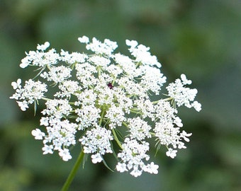 Queen Anne's Lace (Daucus carota) SEEDS, organic