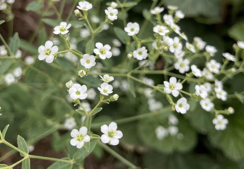 KevanCraftsAndSeeds Flowering Spurge Seeds - Thumbnail 4