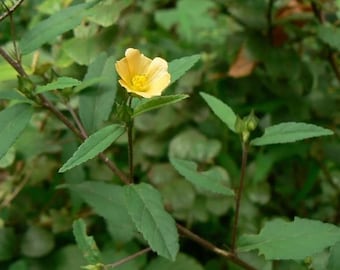 Sida Acuta SEEDS