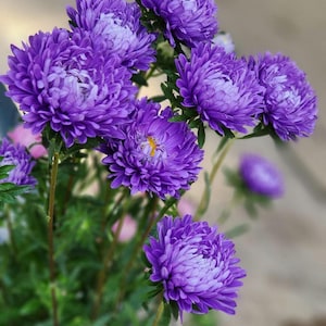 Purple Aster Seeds