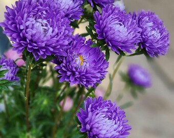 Purple Aster Seeds