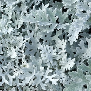 Dusty Miller (senecio cineraria), SAMEN