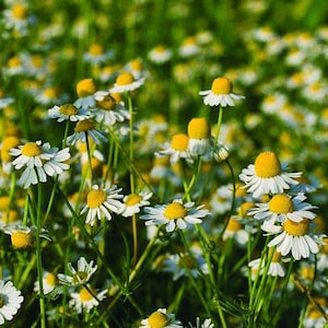 German Chamomile Seeds (matricaria recutita)