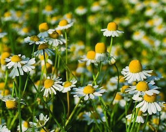 German Chamomile Seeds (matricaria recutita)