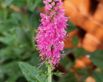 Veronica Speedwell Seeds