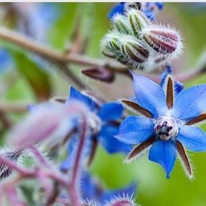 Borage (Borago officinalis) SEEDS