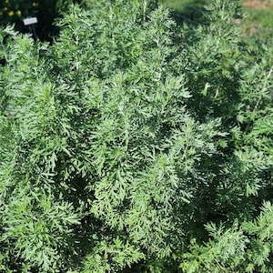 Wormwood (Artemisia Absinthium) SEEDS