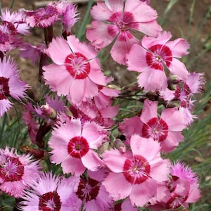 Cottage Pinks Dianthus SEEDS, (dianthus plumarius)