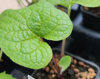 Burdock, (Arctium minus)  seedling, organic