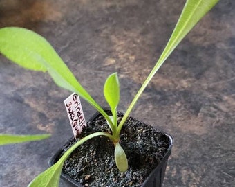 Grindelia plants (Gumweed, grindelia robusta), organic