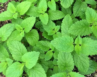 Lemon Balm Seeds (Melissa officinalis)