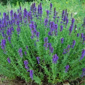 May include: A close-up of a patch of purple flowering plants. The plants have long, slender stems and small, delicate flowers. The flowers are a vibrant shade of purple and are clustered together in groups.