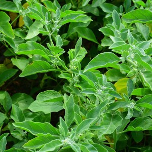 Nasiona ashwagandhy (Withania somnifera) zdjęcie 2