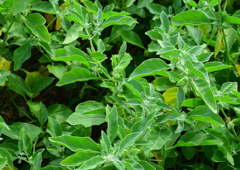 Nasiona ashwagandhy (Withania somnifera) zdjęcie 2