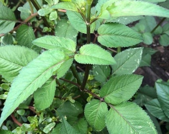 Bidens Pilosa seed, organic