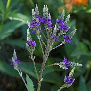 Blue Vervain (Verbena hastata) seeds
