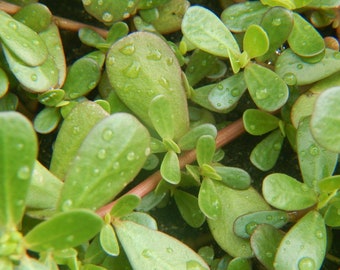 Portulaka pospolita (Portulaca oleracea) NASIONA