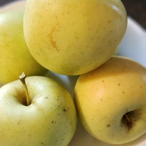 Honeygold Apple Tree SEEDS