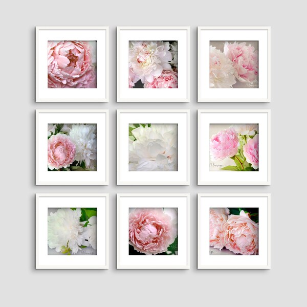 Ensemble de 9 photos de pivoines, fleurs, botanique, couleur ou noir et blanc, format carré ou paysage, wall art, fine art, home decor.