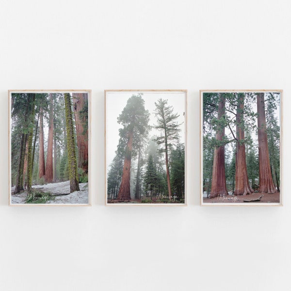 Ensemble de 3 photos de Sequoia National Park, Californie, wall art, fine art, photos couleur ou noir et blanc.