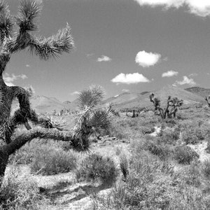 Photography of the Nevada Desert, Cactus, Wall art, Home Deco, Fine Art, Photo or canvas.