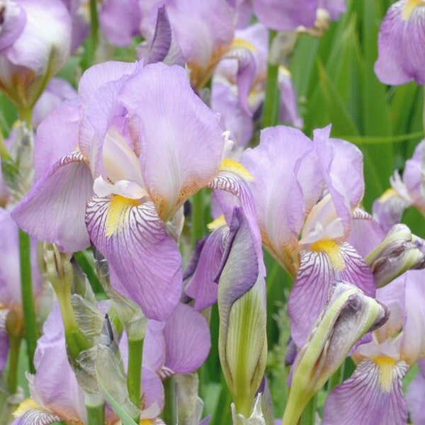 Photographie de Fleurs, Iris mauves, home decor, fine art, Photo ou toile.