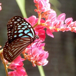 Photography from Thailand, Koh Samui, Butterfly and flowers, Home deco, fine art, Photo or canvas.