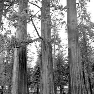 Photography of Sequoias, California, Sequoia National Park, Wall art, Home Deco, Fine Art, Photo or canvas.