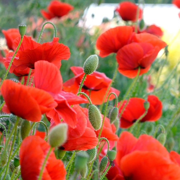 Photograph of Flowers, Poppy, Wheat Fields, home decor, fine art, Photo or canvas.