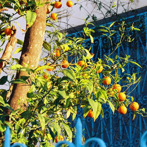 Photographie de Tunisie, Village de Sidi Bou Said, oranger, home decor, fine art, Photo ou toile.