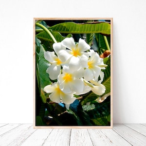 Photography from Thailand, Koh Samui, Jasmine flowers, Home deco, fine art, Photo or canvas.