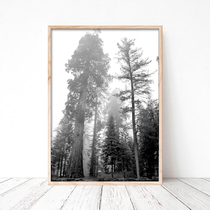 Photography of Sequoias, California, Sequoia National Park, Wall art, Home Deco, Fine Art, Photo or canvas.