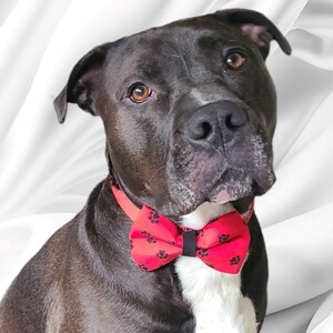 Bow Ties and Sailor Bow Ties for your Dog!