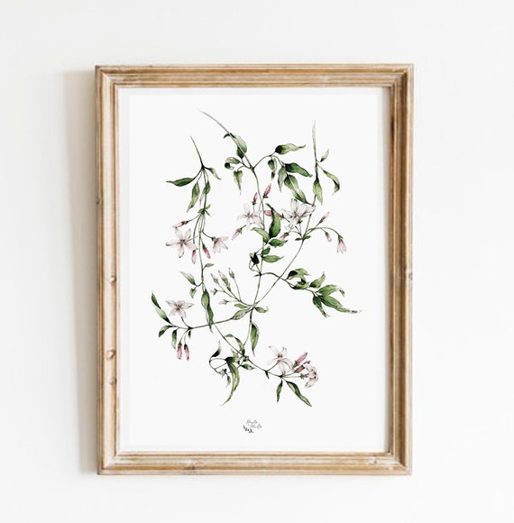 Jasmine Botanical Art Print Watercolour Wall Art Etsy