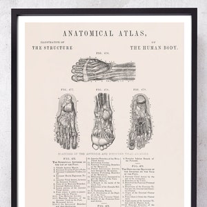 TIPIAL ARTERIES and FOOT anatomy art print for Podiatrist and Podiatry medical student gift just graduate