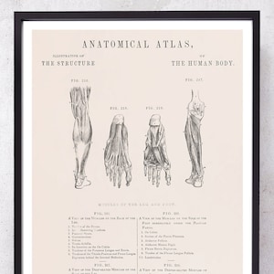 LEG FOOT and MUSCLES anatomy art print for surgeon and surgery medical student gift just graduate