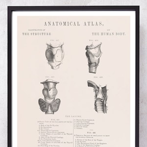 TRACHEA THYROID und LARYNX Anatomie Kunstdruck für Otolaryngologist und ent Medizinstudent Geschenk nur Absolvent