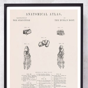 FOOT CUNEIFORM and BONES anatomy art print for Podiatrist and Podiatry medical student gift just graduate