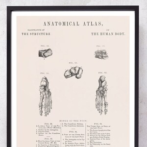 FOOT CUNEIFORM et BONES estampe d'art d'anatomie pour Podiatrist et Podiatrist et podiatrie cadeau étudiant en médecine vient d'obtenir son diplôme