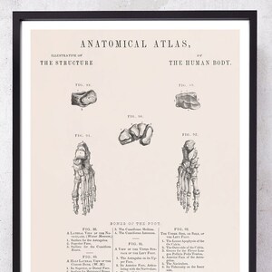 FOOT CUNEIFORM and BONES anatomy art print for Podiatrist and Podiatry medical student gift just graduate